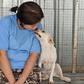 Indonesian doctor Susana Somali started confronting butchers after seeing a video of a pregnant dog about to be slaughtered