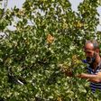 A pistachio farmer tends to a tree at a pistachio orchard in the village of Maan, north of Hama in Syria