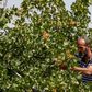 A pistachio farmer tends to a tree at a pistachio orchard in the village of Maan, north of Hama in Syria