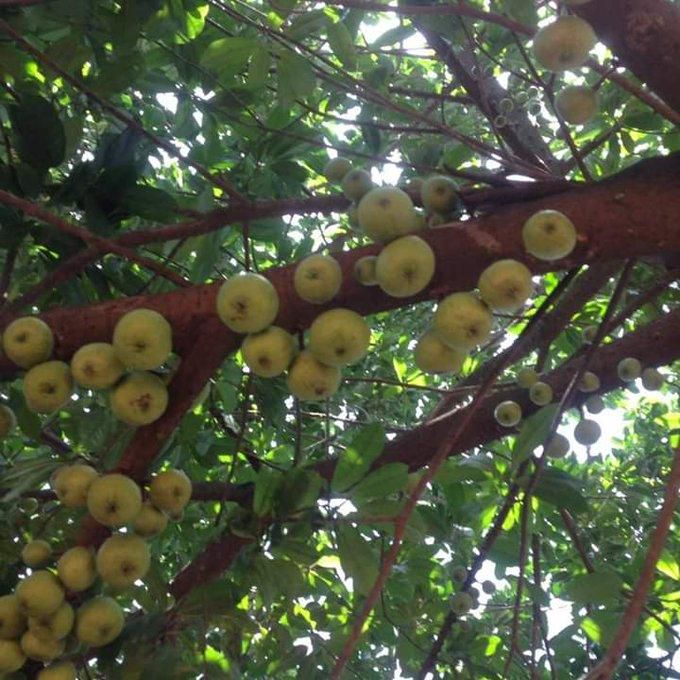 Girl who planted apple tree in Ashanti region is dead; can’t enjoy “the fruit of her labour”