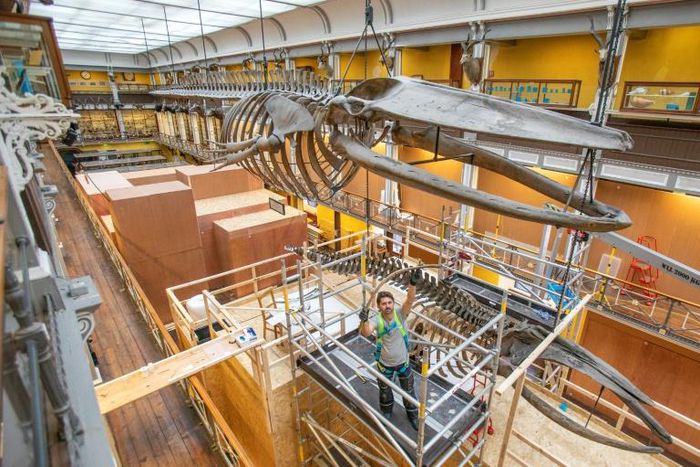 Dismantling two hanging whale skeletons for renovation work is no small feat