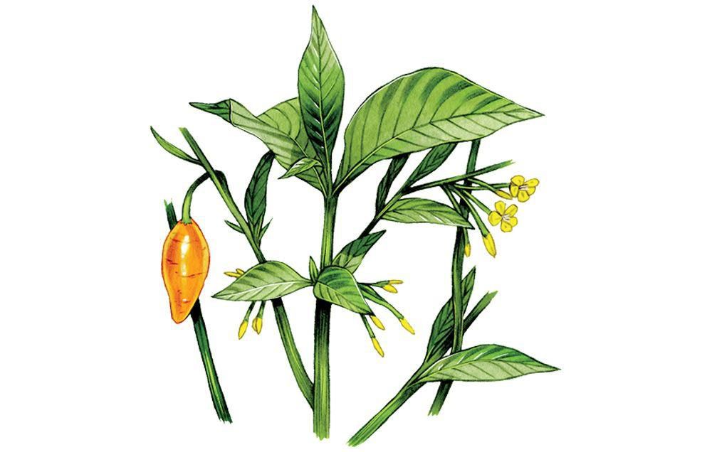 psychedelics drugs treat anxiety