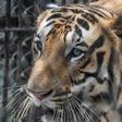 A tiger is pictured at a zoo in India in April 2020