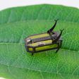 A team at the University of Southern California has built an 88-milligram "RoBeetle" that runs on methanol and uses an artificial muscle system to crawl, climb, and carry loads on its back for up to two hours
