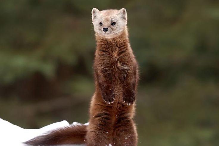 Watch Dr. P Punch A 'Weasel' Neck Cyst