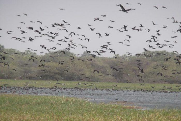 Hadejia-Nguru-Bade Biosphere Reserves, Yobe,Jigawa State,one of the three approved reserves. (NAN)