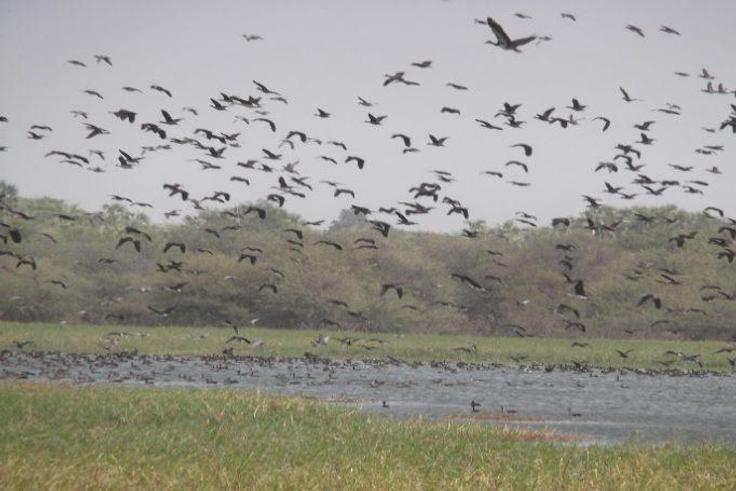 Hadejia-Nguru-Bade Biosphere Reserves, Yobe,Jigawa State,one of the three approved reserves. (NAN)