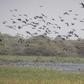 Hadejia-Nguru-Bade Biosphere Reserves, Yobe,Jigawa State,one of the three approved reserves. (NAN)