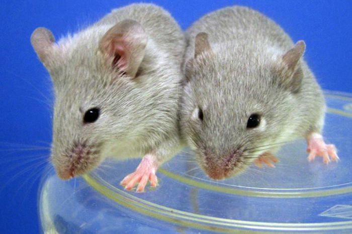Scientists have successfully transplanted insulin-producing cells derived from stem cells into diabetic mice