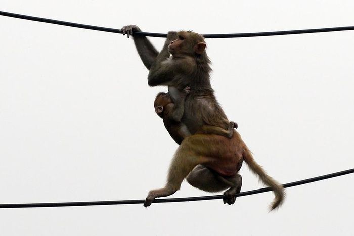 Monkeys 'escape with COVID-19 samples' after attacking lab assistant