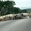 Herdsman sentenced to 6 months in prison for allowing cows to stray into Abuja airport. [Twitter/@afrinewstoday]