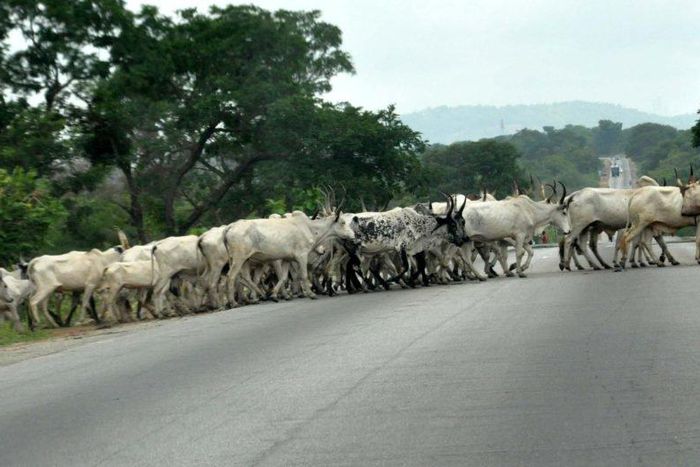 Herdsman sentenced to 6 months in prison for allowing cows to stray into Abuja airport. [Twitter/@afrinewstoday]