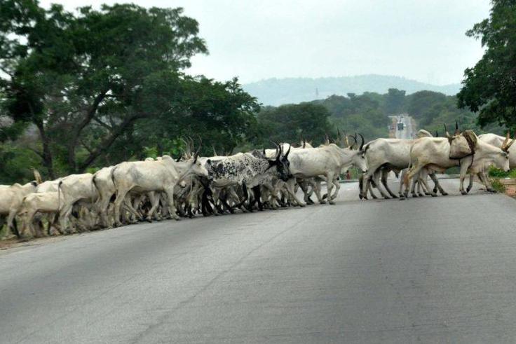 Herdsman sentenced to 6 months in prison for allowing cows to stray into Abuja airport. [Twitter/@afrinewstoday]