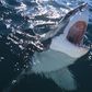 The 12 Best Shark Movies of All Time