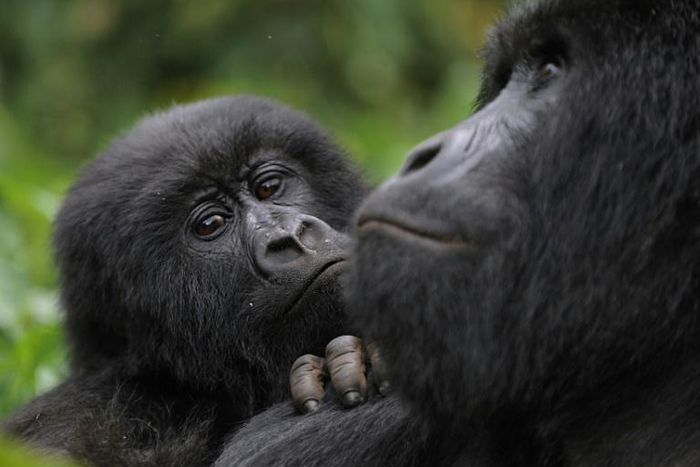 Thanks to intensive conservation efforts the mountain gorilla's status improved from "critically endangered" to "endangered" in 2018. The picture shows mountain gorillas in the DR Congo's Virunga National Park