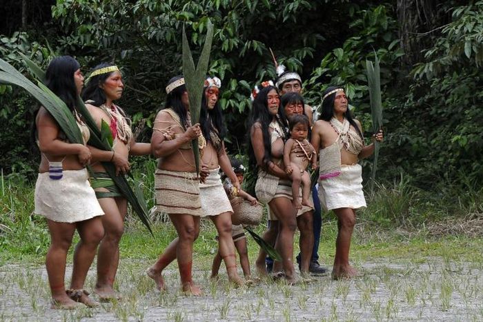 Waorani organizations have warned COVID-19's spread could be "catastrophic and highly lethal" for their community, which is vulnerable to diseases