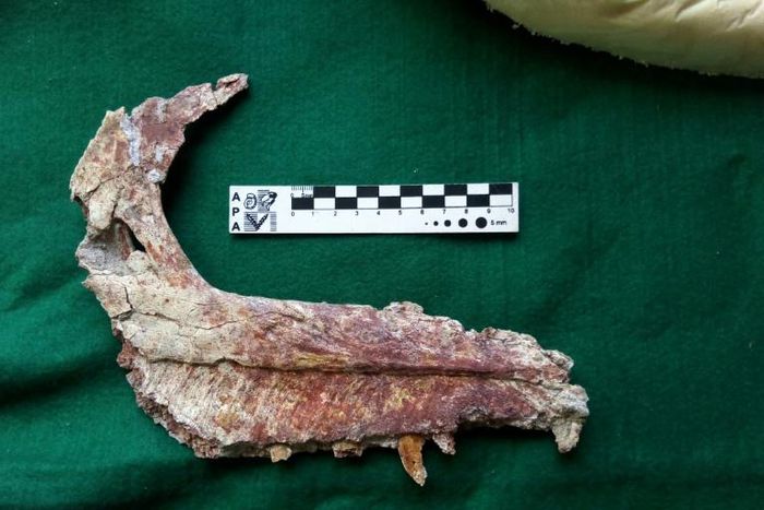 The fossilized jaw of an Overoraptor chimentoi, a new species of dinosaur discovered in Argentine Patagonia