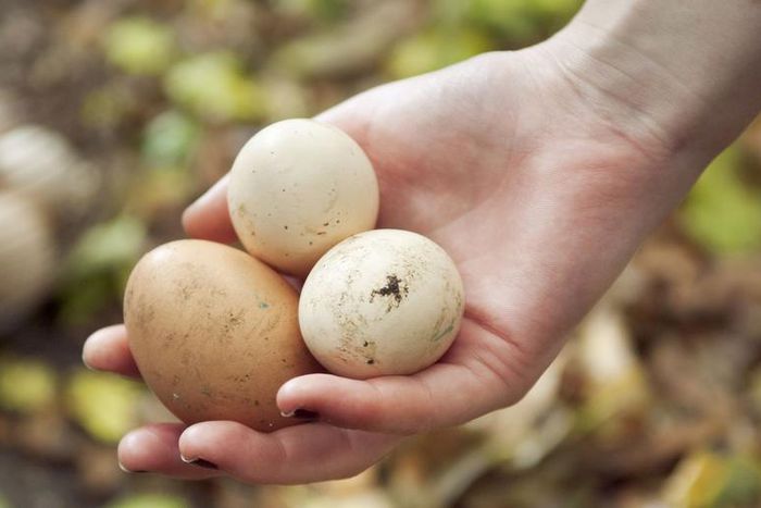 Dr. Pimple Popper Pull Out an 'Egg' Scalp Cyst