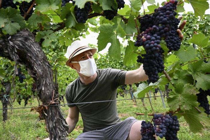 Clad in a protective face mask a grape picker works at the start of the grape harvest Tuesday in Molsheim, in France's eastern Alsace region