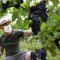 Clad in a protective face mask a grape picker works at the start of the grape harvest Tuesday in Molsheim, in France's eastern Alsace region