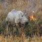 WWF now calculates we are overusing the planet's capacity by more than half