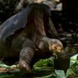 Giant tortoise Diego seen here feeding in the Galapagos National Park on the island of Santa Cruz on February 27, 2019