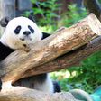 Giant panda Mei Xiang rests in her enclosure in August 2016 at the National Zoo in Washington