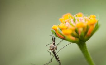 Can Mosquitoes Transmit Coronavirus?