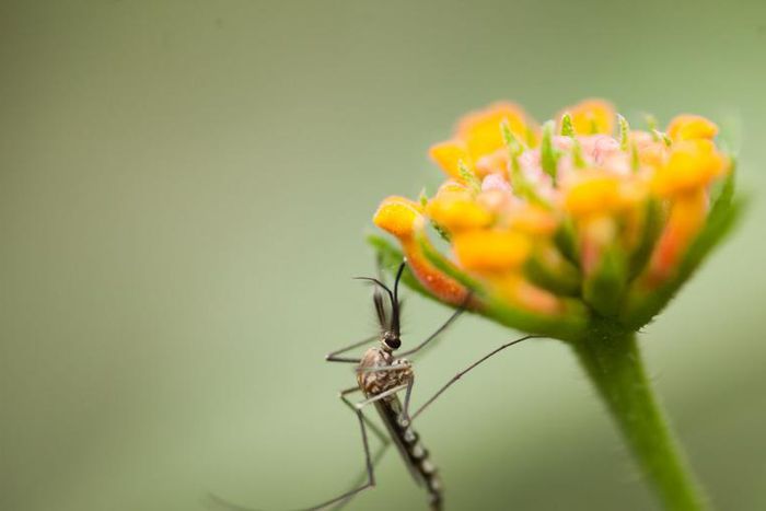 Can Mosquitoes Transmit Coronavirus?