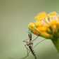 Can Mosquitoes Transmit Coronavirus?