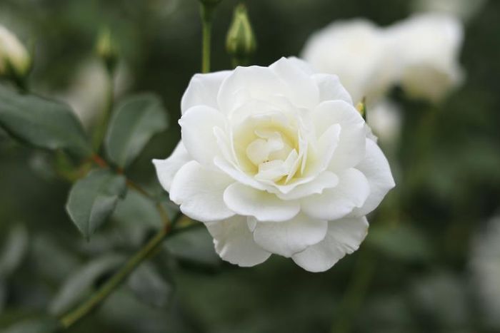 Dr. Pimple Popper Pops a 'Disgusting Flower' Cyst