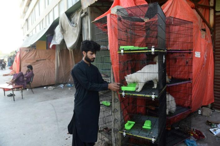 A pet shop owner feeds an animal outside his shuttered store in Karachi