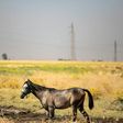 Horses have reportedly died after drinking water polluted by oil in Syria's Kurdish-controlled northeastern Hasakeh province