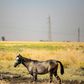 Horses have reportedly died after drinking water polluted by oil in Syria's Kurdish-controlled northeastern Hasakeh province