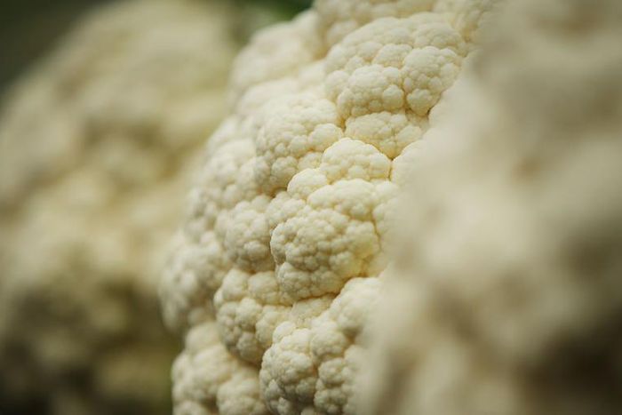 Dr. Pimple Popper Pops a 'Cauliflower' Blackhead