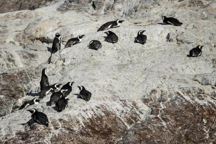 Algoa Bay, off the South African city of Port Elizabeth in the Eastern Cape province, is home to just under half the global population of African penguins