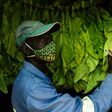 Tobacco is the second biggest foreign currency earner in Zimbabwe after gold