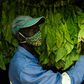 Tobacco is the second biggest foreign currency earner in Zimbabwe after gold