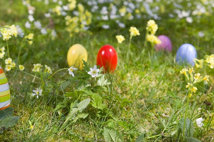 Dr. Pimple Popper Pops 'Easter Egg' Cysts