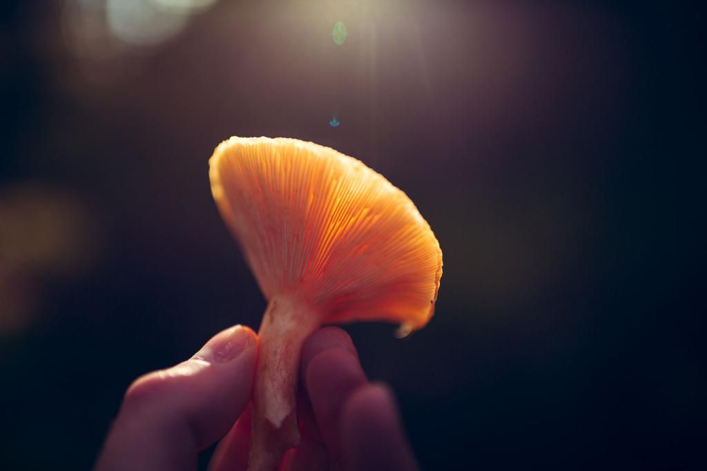 Autumn - Holding a mushroom in my hand