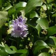 The water hyacinth -- nicknamed the "Nile flower" in Iraq -- is an invasive plant native to South America's Amazon basin that has ravaged ecosystems across the world, from Sri Lanka to Nigeria