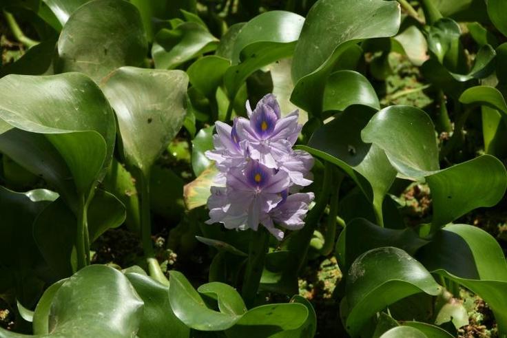The water hyacinth -- nicknamed the "Nile flower" in Iraq -- is an invasive plant native to South America's Amazon basin that has ravaged ecosystems across the world, from Sri Lanka to Nigeria