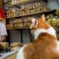 Cats are very sensitive to emotion, according to a feline behaviourist