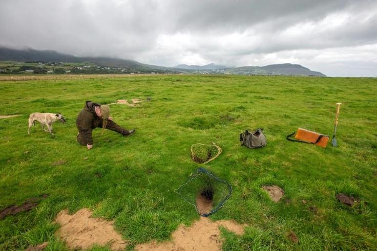 Professional rabbit catcher Steven McGonigal, 37, and his dog, Fudge, work the traditional way, with ferrets and nets