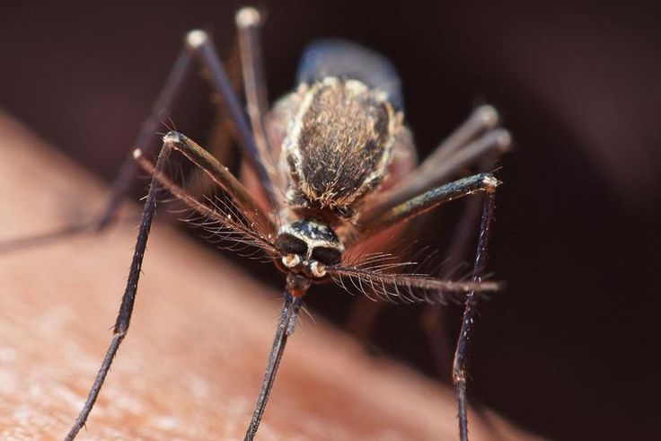 Do Mosquitoes Transmit COVID-19?