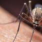 Do Mosquitoes Transmit COVID-19?