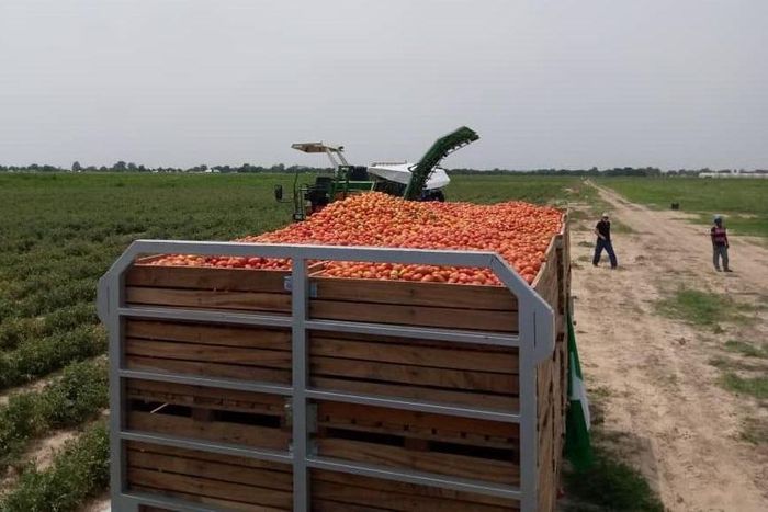Workers in operation at the GBFoods Kebbi Tomato processing factory.