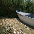 An Iraqi fisherman makes his way through dead fish and plants in the Delmaj marsh, east of the city of Diwaniyah, in southern Iraq