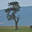 Maasai Mara's entire reserve model is under threat