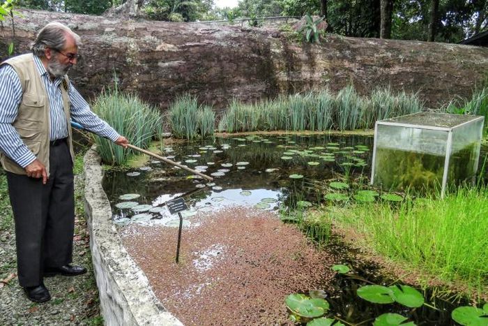 Botanist Alberto Gomez cleans a lake at his botanical garden in Quindio, Colombia
